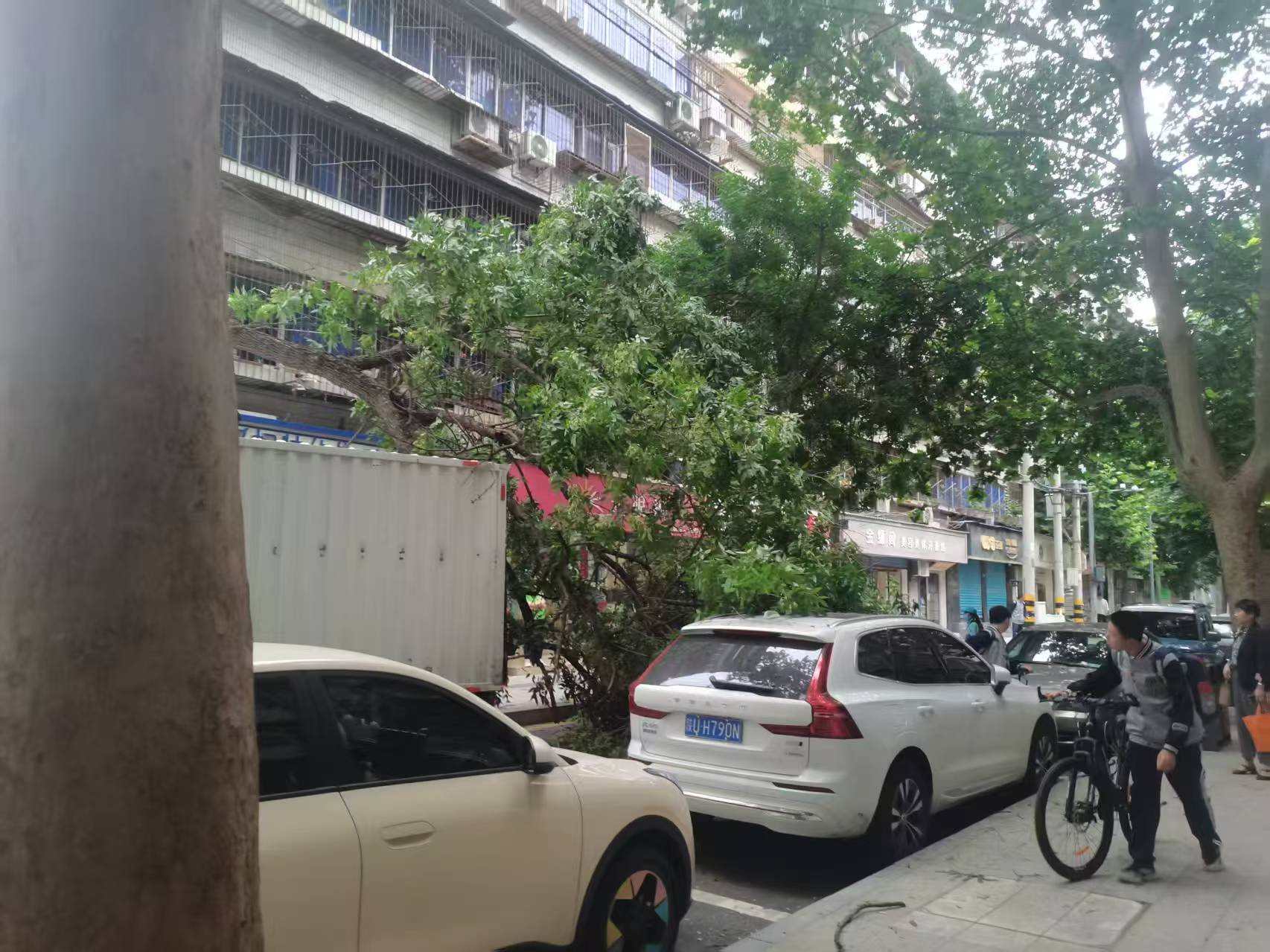 倒了的树2026_05_28.jpg