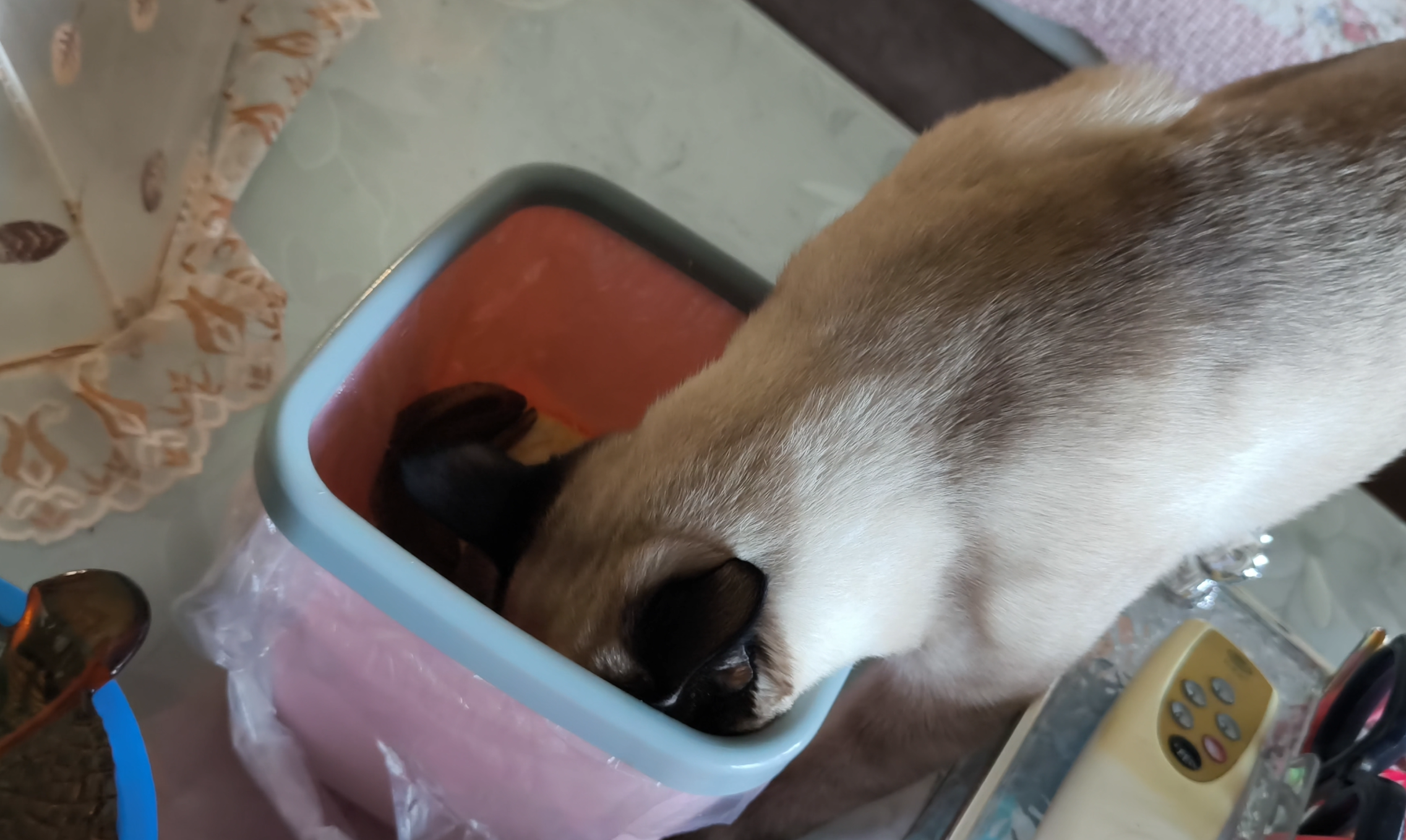 小猫吃垃圾2026_04_17.png